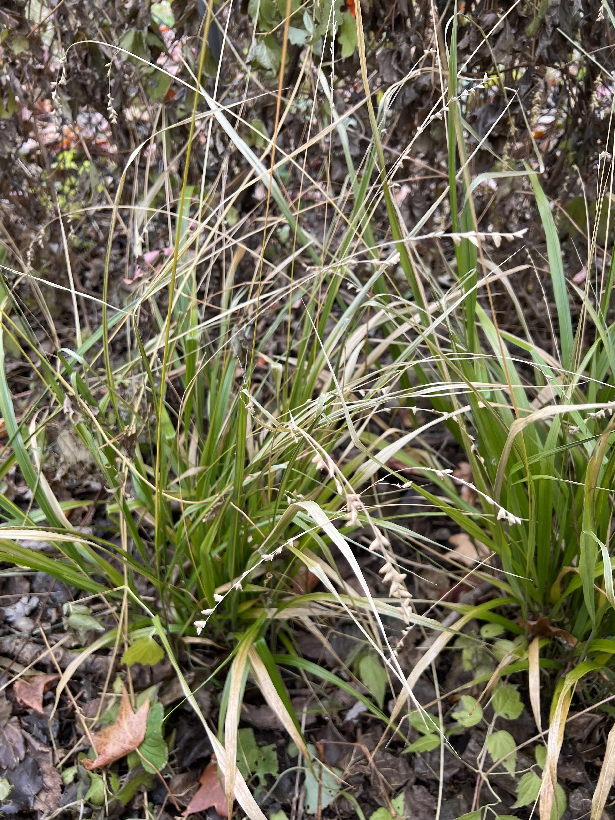 (レア廃盤CD)BURNY PROJECT/GRASS WALL Prairie Winds® 'Candy Floss' - Pink Muhly Grass - Muhlenbergia